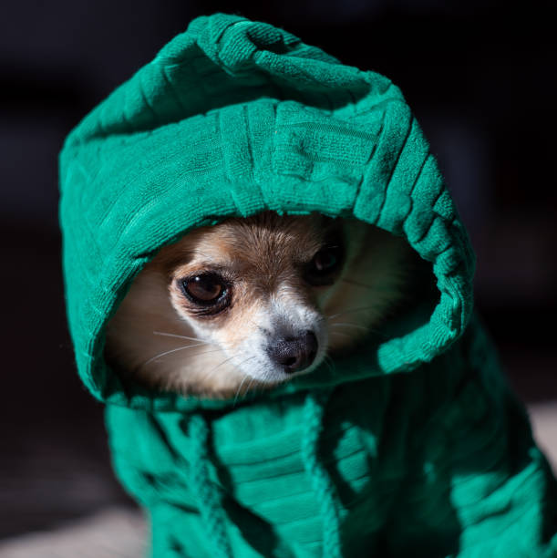istock A chihuahua in a green hood. 2187174729