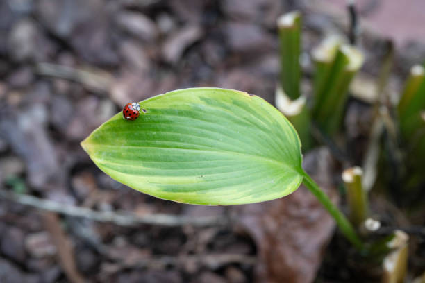 Lettuce sprouts close-up. Ladybug on a green lettuce leaf.spring seedling lettuce sprouts.