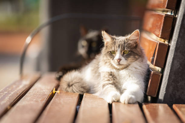 Free Stock Photo of Two cats sitting on a bench | Download Free Images ...