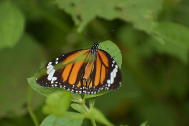 istock Striped tiger, Danaus melanippus, white tiger, common tiger, or eastern common tiger Butterfly 2187177941
