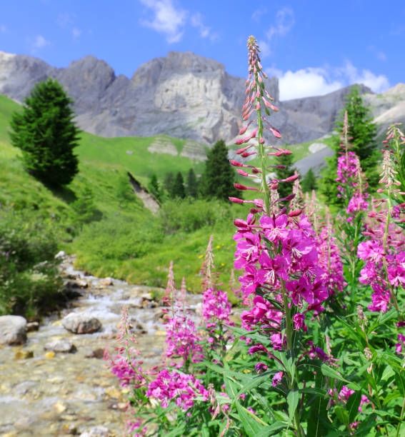 istock Fuchsia flowers called epilobium or chamaenerion and the stream 2187179631