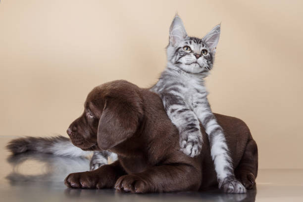 istock Labrador puppy and kitten breeds Maine Coon 2187180914
