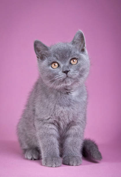 istock Playful gray cat with yellow eyes 2187180922