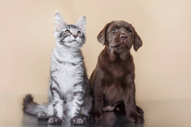istock Labrador puppy and Maine Coon kitten duo 2187180925