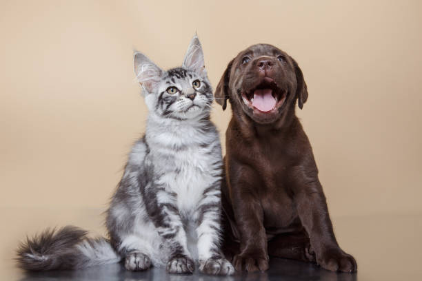 istock Labrador puppy and kitten breeds Maine Coon 2187180954