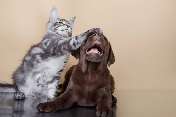 Two pets, a new-to-the-household gray and white male kitten and an older long-time resident mostly Black Labrador Retriever mixed breed female dog are sharing the living room sofa together. They are looking at the camera - apparently wondering why they've been disturbed.