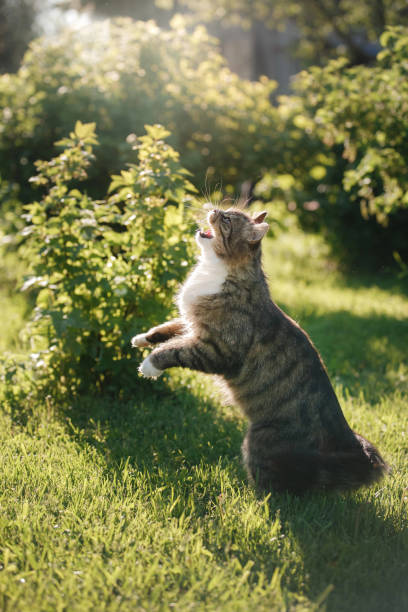 istock Fluffy cat standing on hind legs outdoors 2187180992
