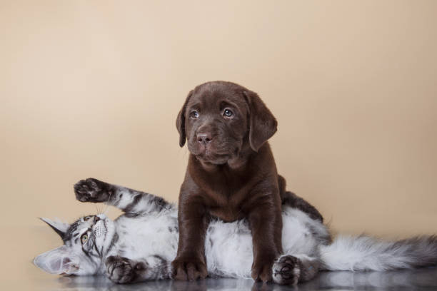 istock Labrador puppy and Maine Coon kitten cuddling 2187181038