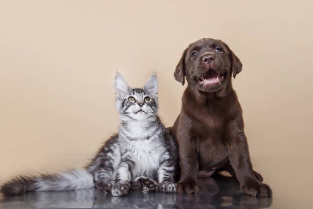 Labrador puppy and kitten breeds Maine Coon