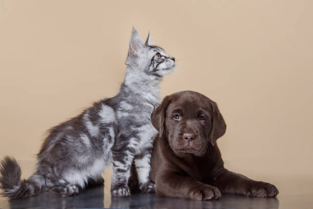 istock Labrador puppy and Maine Coon kitten cuddling 2187181042