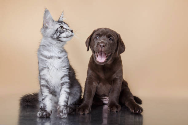 istock Labrador puppy and Maine Coon kitten cuddling 2187181061