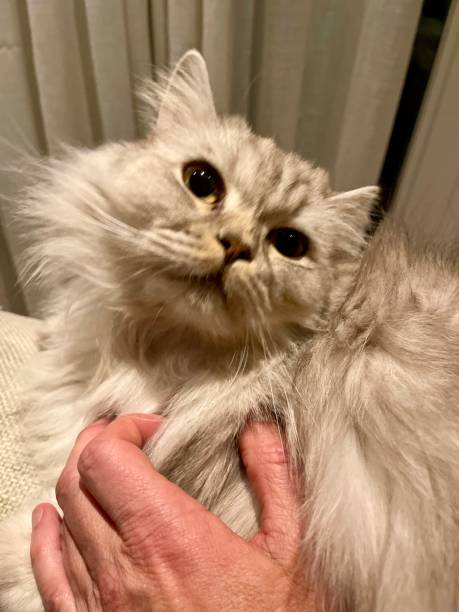 istock British longhair being touched by a hand 2187182192