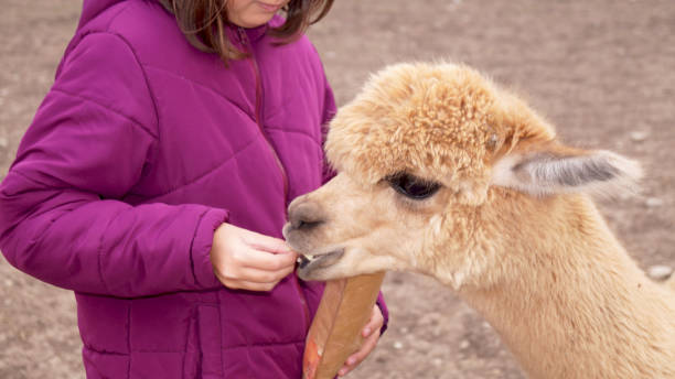 istock Girl feed alpaca with vegetables 2187182277