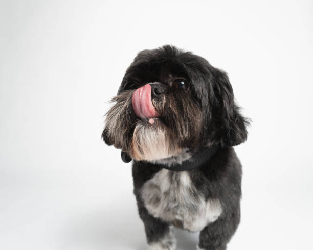 Black Shih Tzu - White Studio Portrait