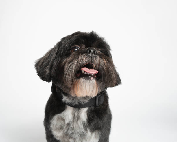 Shih Tzu puppy dog on white background