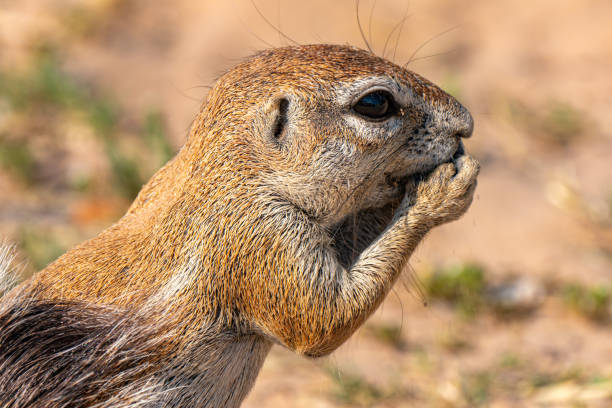 Close up of cape ground squirrel or South African ground squirrel, or Geosciurus inauris, searching for food in Kgalagadi Transfrontier Park, South Africa