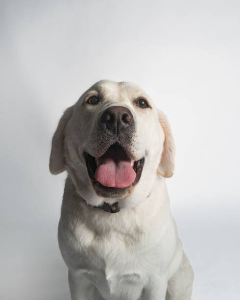 Male Yellow Labrador Retriever