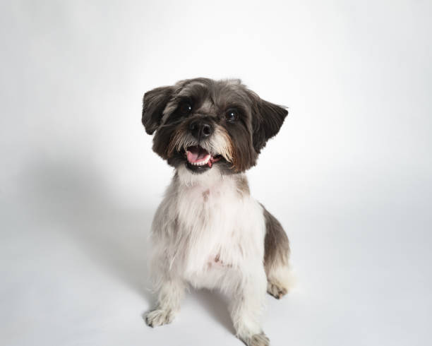 Maltese Mix - Studio Portrait