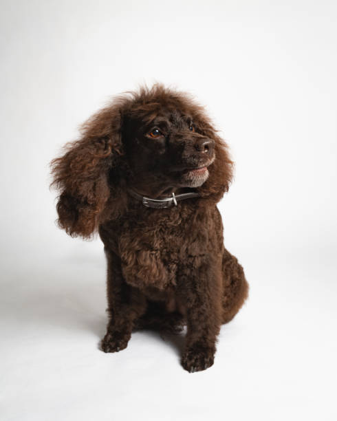 istock Water Spaniel - Studio Portrait - Sitting - Looking to the Side 2187184211