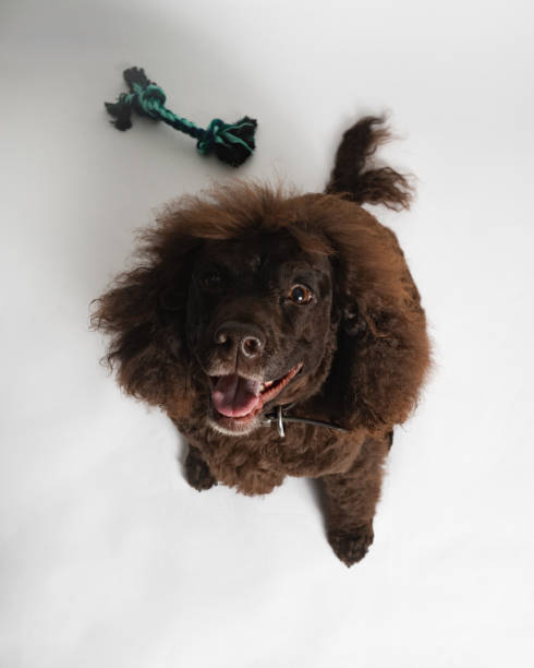 Water Spaniel - Studio Portrait