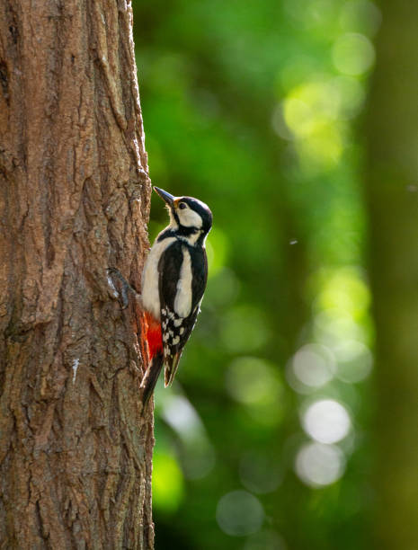 istock a woodpecker on the wood 2187184518