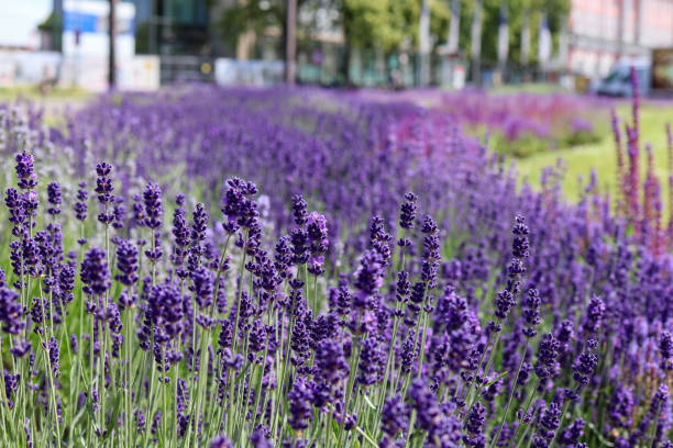 istock heather in the flowerbed 2187184562