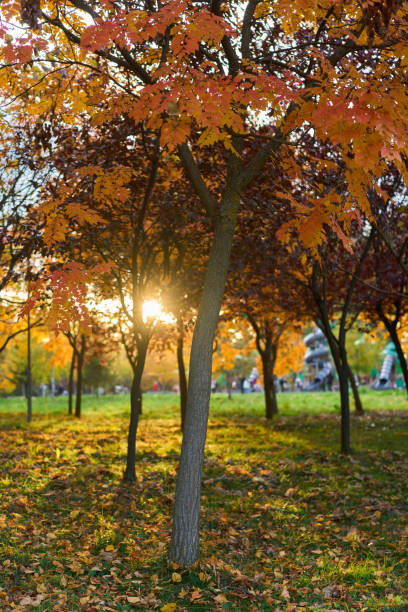 istock Colorful trees in autumn colors 2187184612