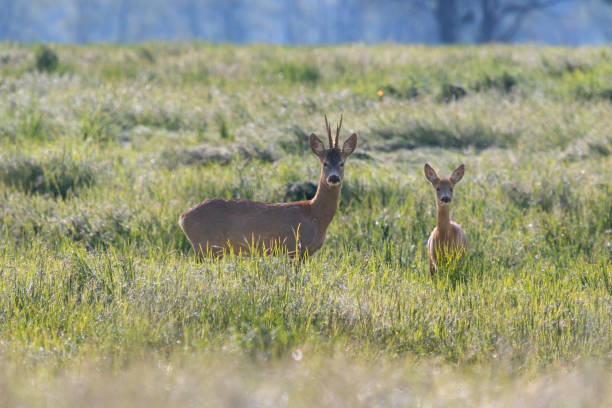 istock two cute roe deer in the field 2187185738