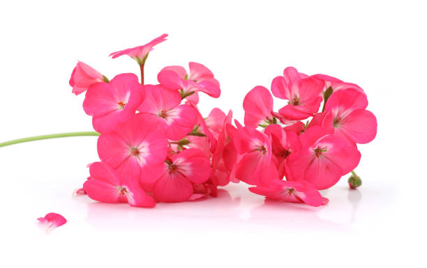 istock Pink Pelargonium flowers isolated on white background. 2187185752