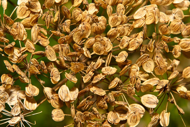 A close-up of a head of Cow parsnip, where all the seeds are dried and brown coloured. The distinctive darker lines on the seed pods are clearly visible. Some have opened, some closed, some have ejected seed, and in some the black seed is visible . Well focussed.