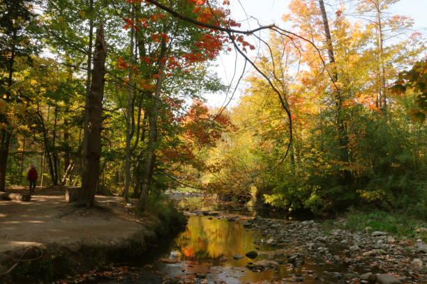 istock Autumn River Under a Canopy of Golden Forest 2187189027