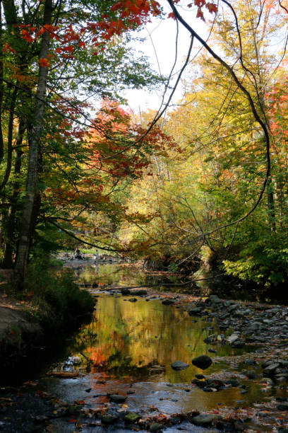istock Autumn River Under a Canopy of Golden Forest 2187189046