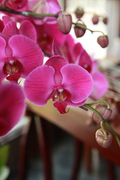 A soft pink orchid stands in the foreground, its delicate petals and green stem exuding quiet elegance. Behind it, the blurred outline of a guzheng can be seen, hinting at its graceful curves and strings. The scene feels peaceful and serene, evoking the beauty of traditional Chinese culture.