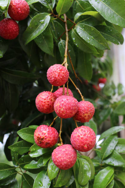 A bunch of lychees during summertime.