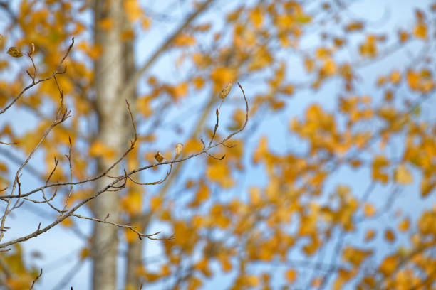 Abstract tree shot from Panam Flats, Victoria, BC Canada
