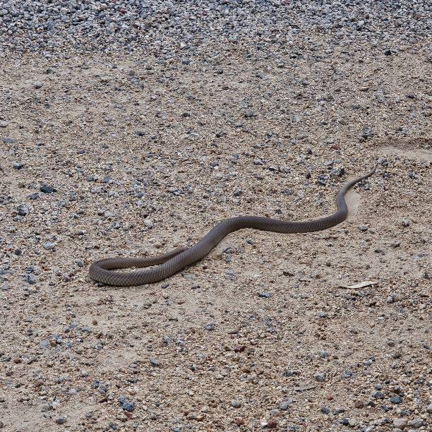 istock Australian snake in the wild 2187191439