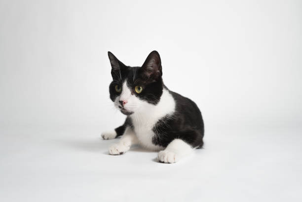 Tuxedo Bicolor Cat