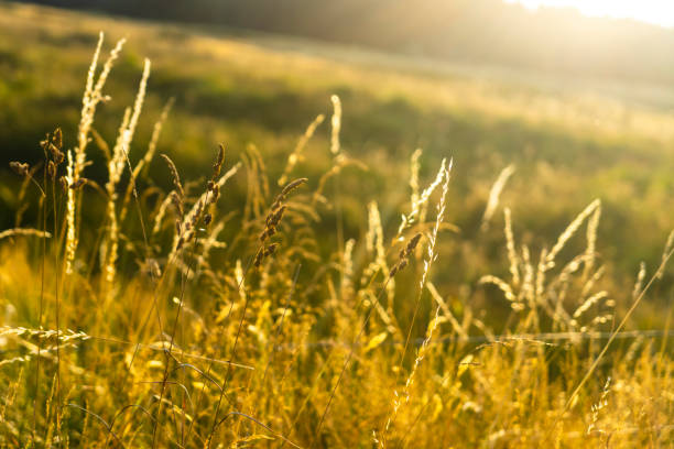 istock Blades of grass with sun flares 2187192044