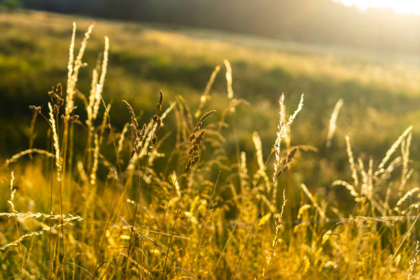 istock Blades of grass with sun flares 2187192047