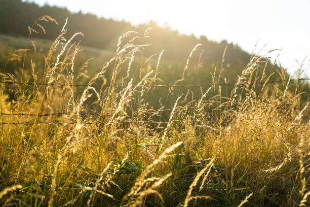 Blades of grass against the sun