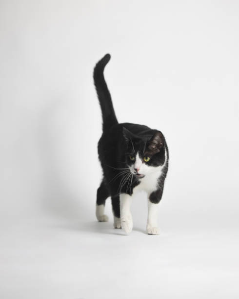 istock Tuxedo Bicolor Cat - Studio Portrait - Walking 2187192174