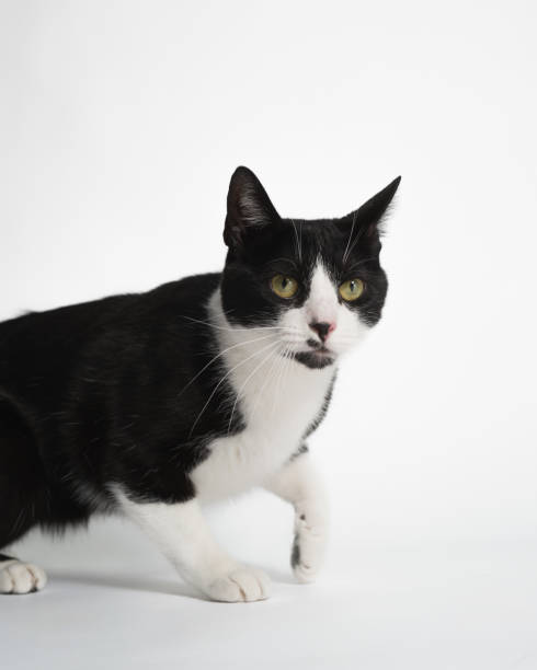 istock Tuxedo Bicolor Cat - Studio Portrait - Walking - Close Up 2187192184