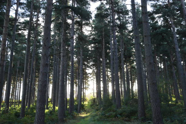 istock View through tall conifer tree trunks in a woodland 2187192375