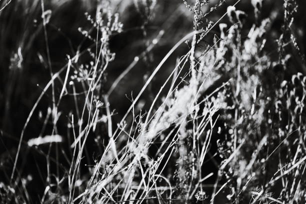 istock A close-up shot of lush green grass 2187194015