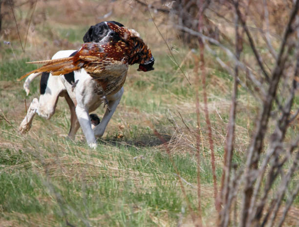 istock White and black island pointer carries hunting pheasant in its teeth while hunting. 2187195019