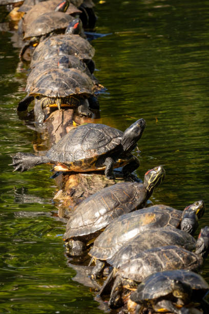 istock Group of Turtles Basking on a Log 2187195123