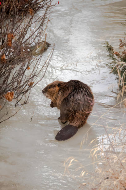 Yellowstone Beaver sitting on Ice