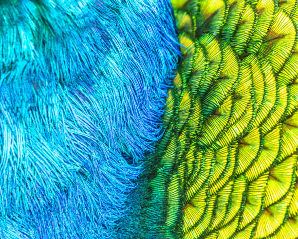 istock Closeup of Peacock feather Texture 2187195176