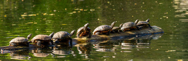 istock Group of Turtles Basking on a Log 2187195183