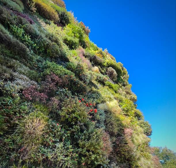 Facade of an urban building covered entirely with living plants and colorful flowers against clear blue sky.